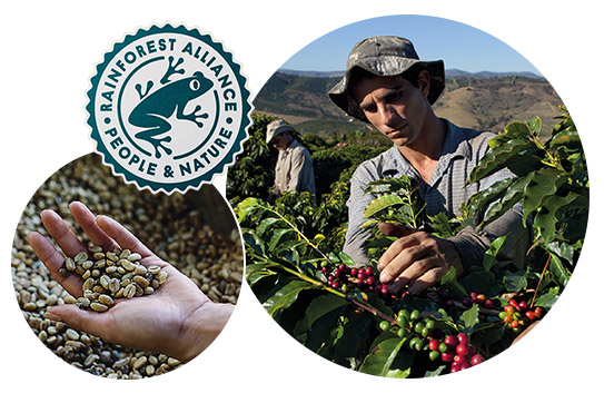 Tierra baner plantacja